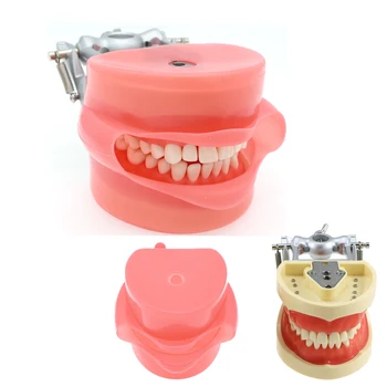 Стоматологическая модель Typodont 32шт Съемные зубы и имитационная щечка Совместимы с демонстрацией Kilgore Nissin 200 для обучения стоматологов